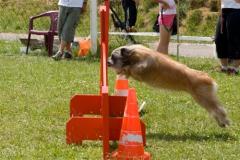 agility_amiens_28_6_2009
