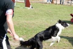 agility_beautor_24_7_2011