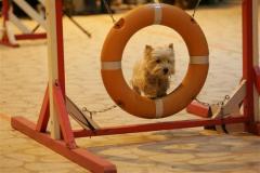 agility_compiegne_11_2011