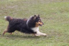 agility_aulnay_7_11_2010