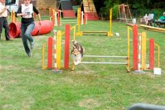 agility_chien_volant
