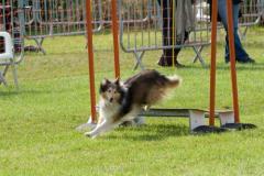 agility_verrieres_3_10_2010