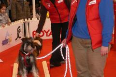 ecole_du_chiot_divers