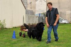 attelage_demo_attelage_17_9_2011