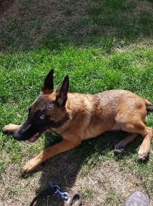 Malinois-2