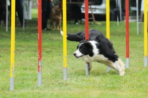 agility dog